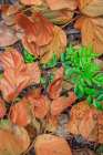 USA, Washington State, Seabeck. Madrone leaves surround a huckleberry bush. Art Print
